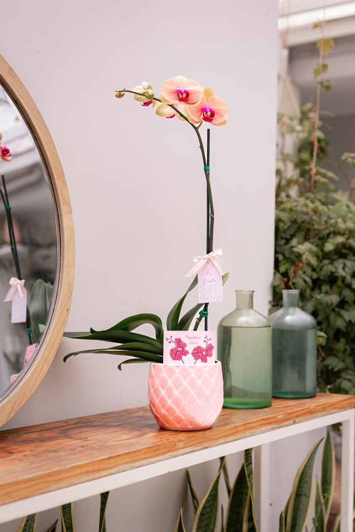 Orquídea