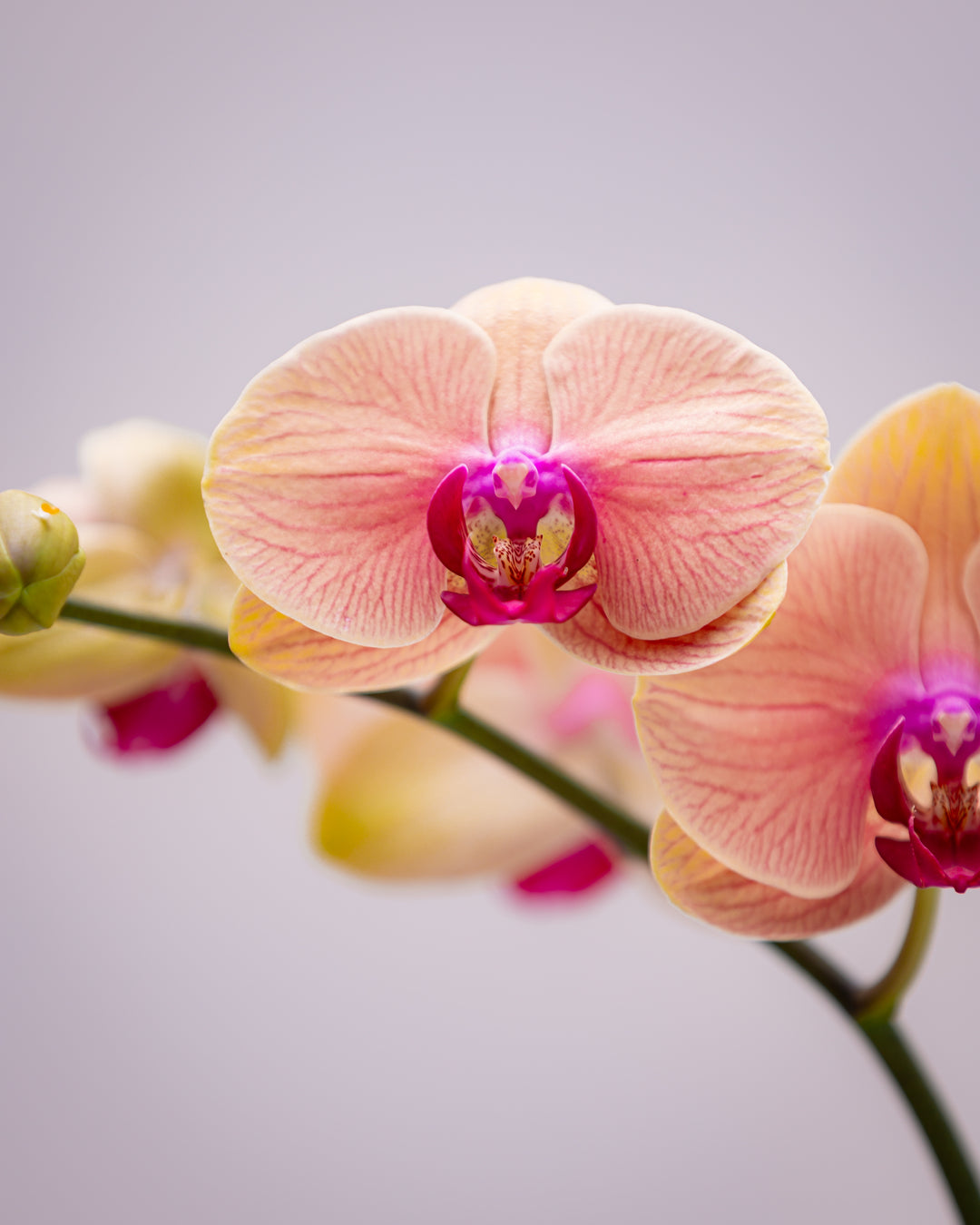 Orquídea